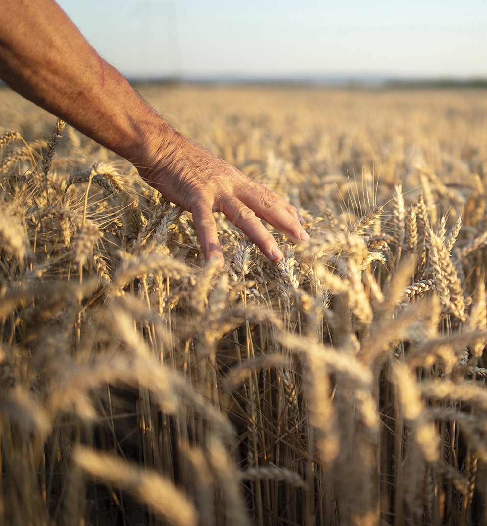 Farmers hands going through crops in wheat field in sunset.