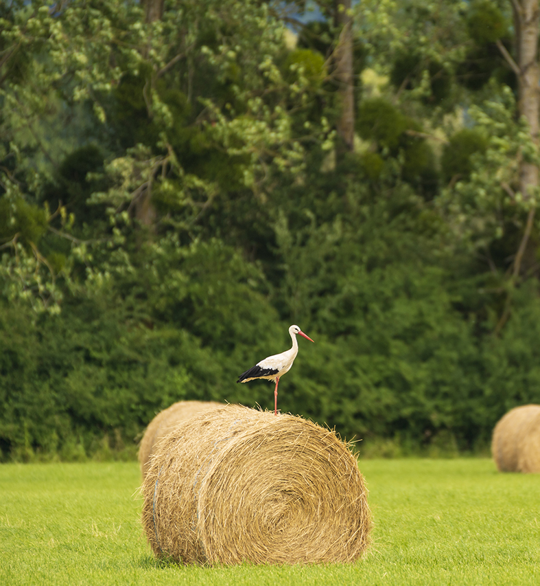 Landscape shot of a stork on a roll of hay in a field in France