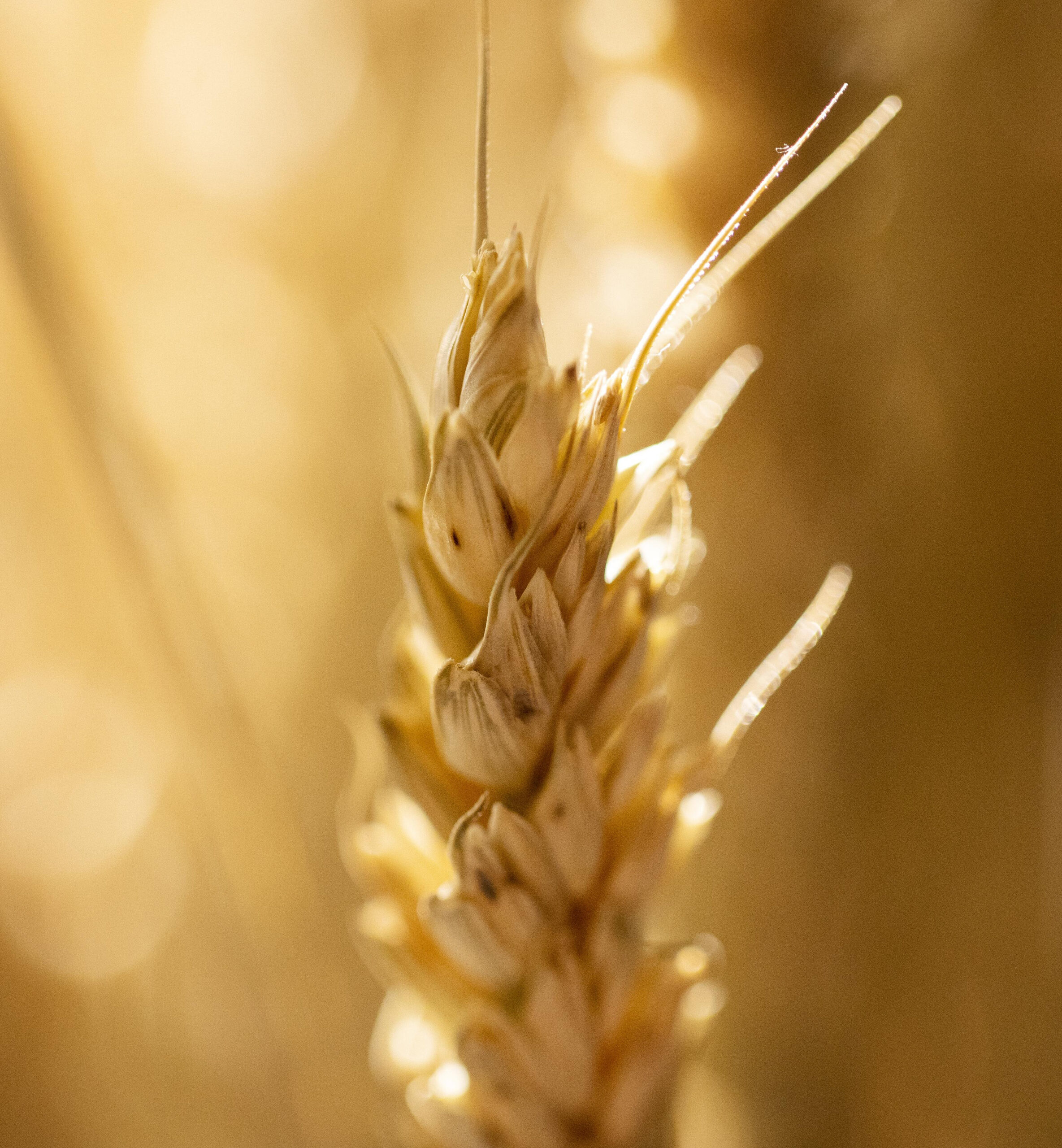 wheat-ear-with-blurry-background